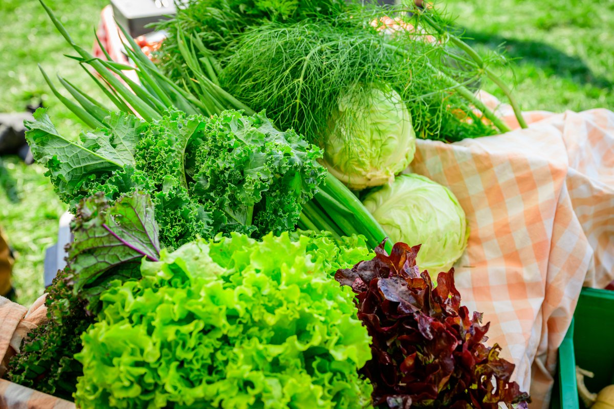 Farm fresh and student-grown 🥬

The Student Sustainable Farm pops up on the main Quad outside the Illini Union from 11 AM – 4 PM every Thursday!

Come snag your produce, support student farmers, and shop local 🧡