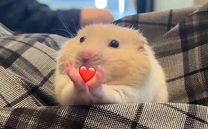 hwastarlight_'s tweet photo. @hongztar @ATEEZofficial https://t.co/VLMCjLiLFy