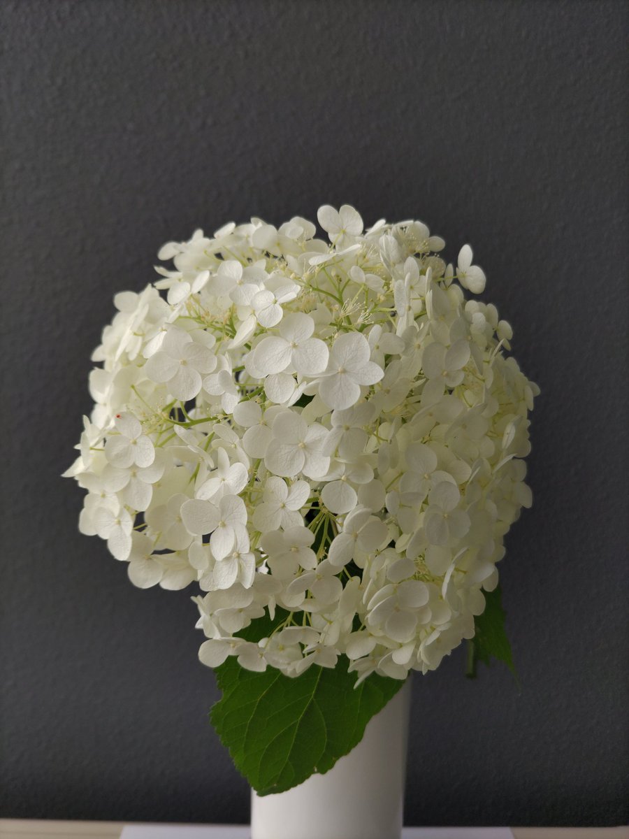 綺麗な紫陽花♡
よく見ると繊細で可愛らしい。
お散歩中、「綺麗ですね」と話してたら、庭先のを分けて下さると。
こんなこと初めて。凄く嬉しい。
すぐ帰宅し飾りました🫶