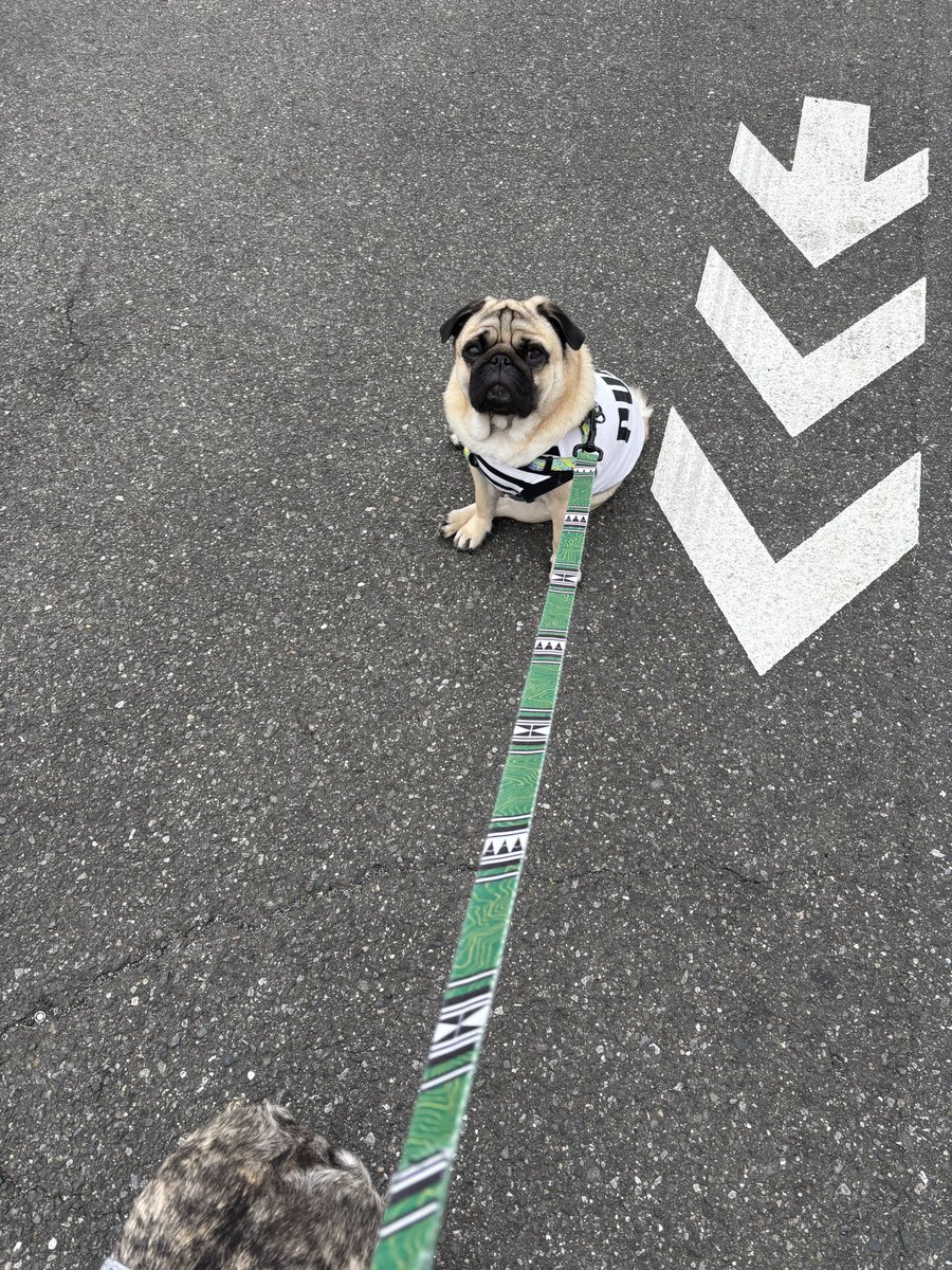 歩きたくないってさ☹️

#pug #パグ