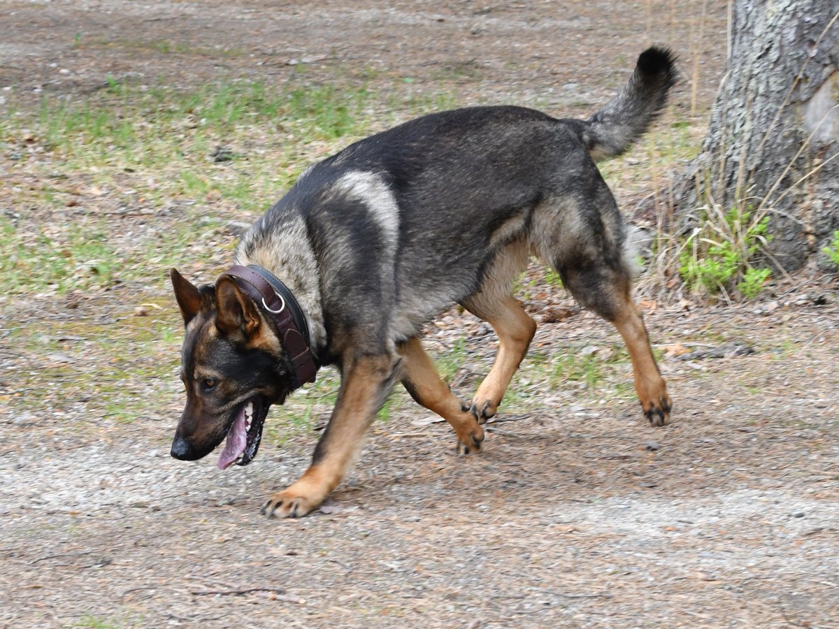 KainuunRaja's tweet image. Kainuun rajavartioston rajakoiramestaruuskilpailut järjestettiin eilen Suomussalmella. Mestaruuden voitti saksanpaimenkoirauros Musketeers Wirkamies (Vainu) ja vanhempi rajavartija Timo Määttä Vartiuksen rajavartioasemalta. Paljon onnea! 🦮🏅#rajakoira