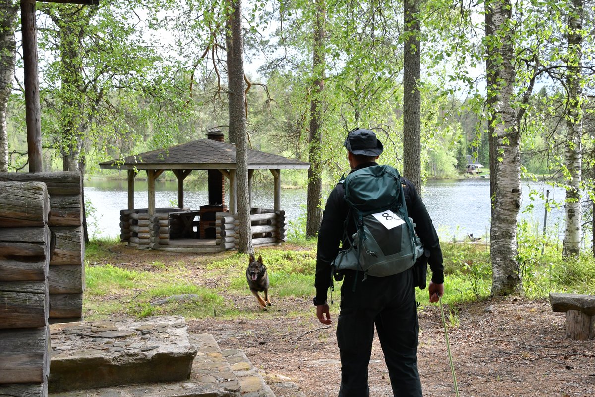 KainuunRaja's tweet image. Kainuun rajavartioston rajakoiramestaruuskilpailut järjestettiin eilen Suomussalmella. Mestaruuden voitti saksanpaimenkoirauros Musketeers Wirkamies (Vainu) ja vanhempi rajavartija Timo Määttä Vartiuksen rajavartioasemalta. Paljon onnea! 🦮🏅#rajakoira