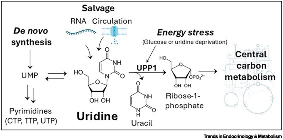 Trends_Endo_Met's tweet image. Online Now: Uridine dlvr.it/TLJspJ #trends #endocrinology #metabolism
