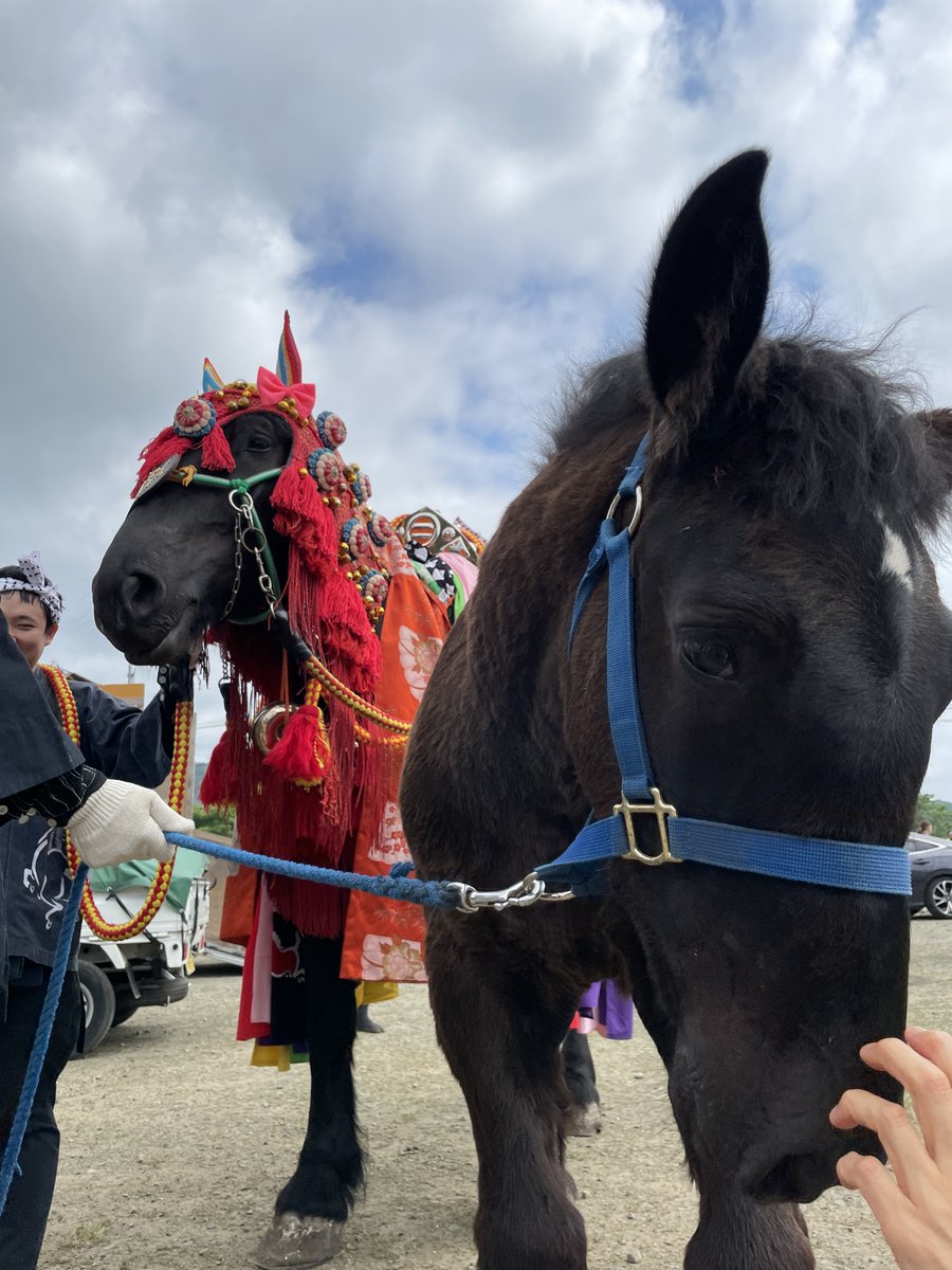nomaoi_official's tweet photo. ここで追加の #チャグチャグ馬コ を投下したいと思います🐴
もう言わなくてもお分かりですね？
それではご唱和ください！せーのっ！

＿人人人人人人人人人人人人人人人＿
＞ 親馬にくっついてる仔馬が可愛い＜
￣Y^Y^Y^Y^Y^Y^Y^Y^Y^Y^Y^Y ￣ https://t.co/0EE9u3Jinb
