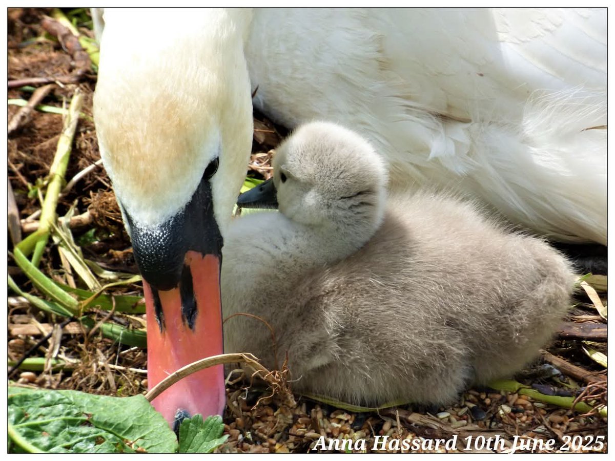 AnnaInFermanagh's tweet image. 