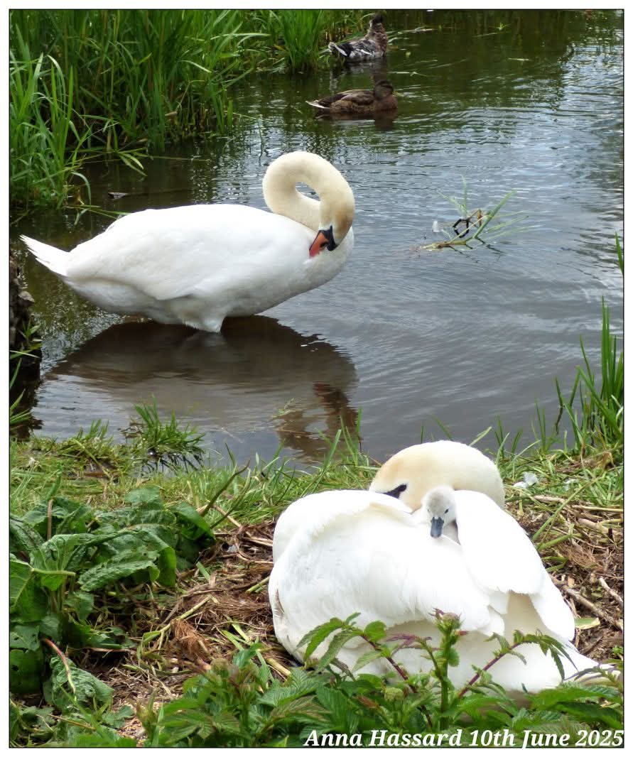 AnnaInFermanagh's tweet image. 