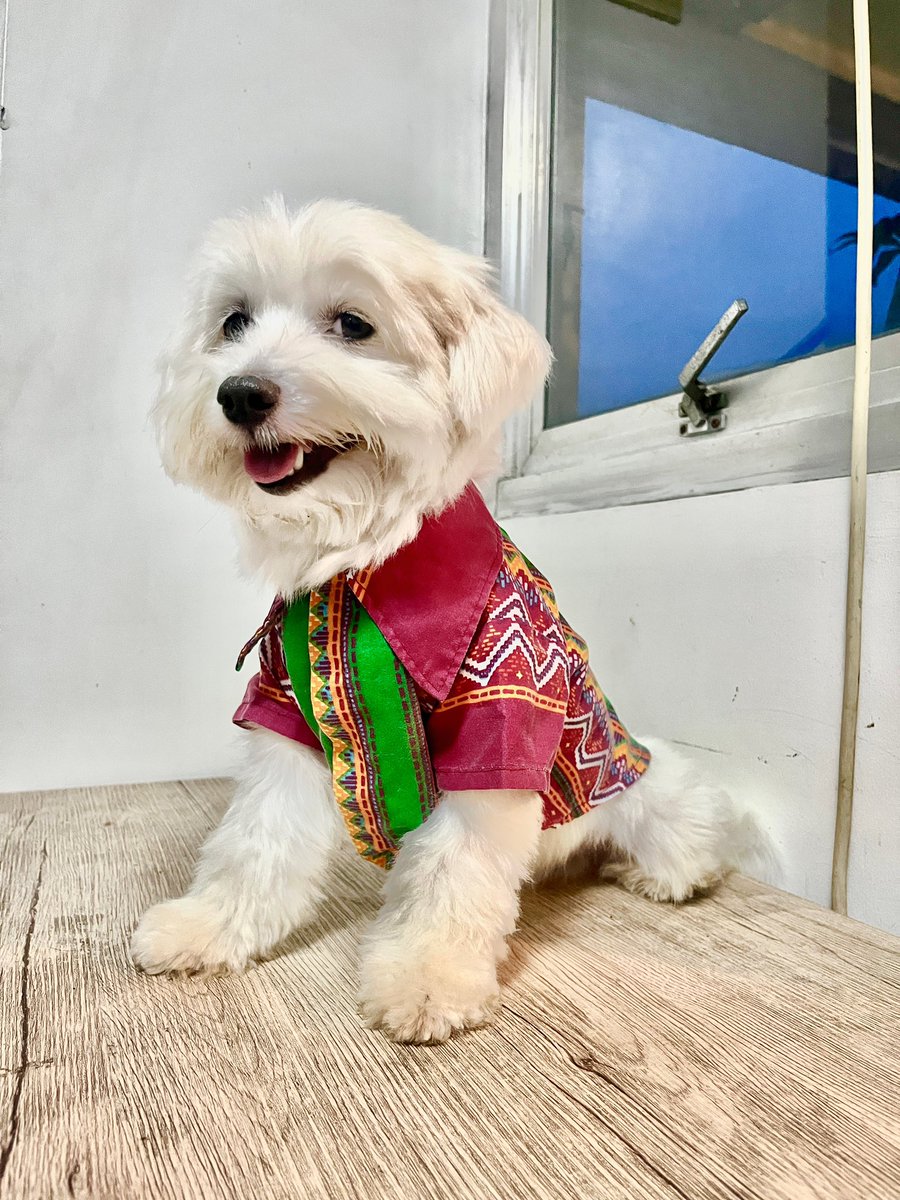 layathecoconut's tweet photo. Happy independence day, pilipinas okay na to https://t.co/xZouUSB5lU