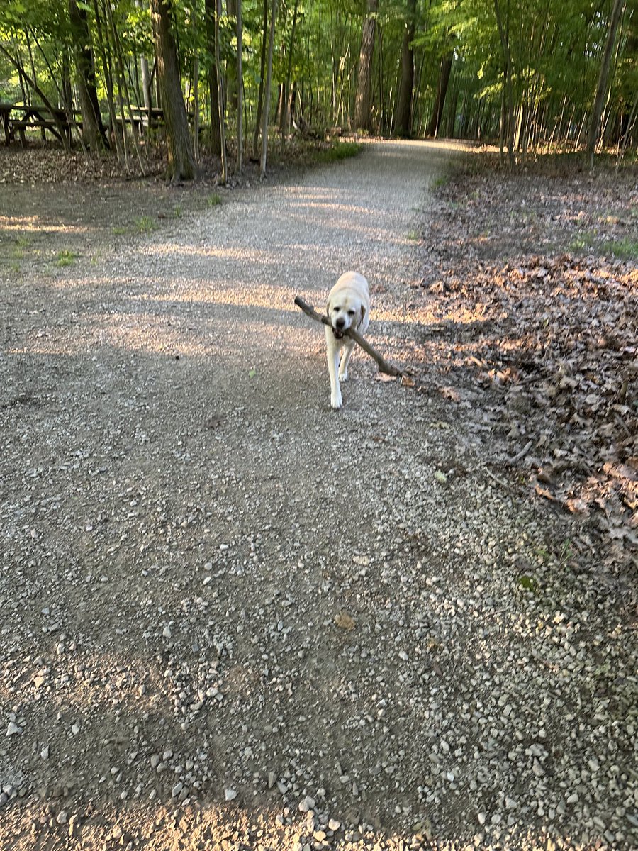 xvermonter61's tweet photo. I still got it (kind of)! 🤗#DogsofTwitter #StickDog https://t.co/NVROZApGNt