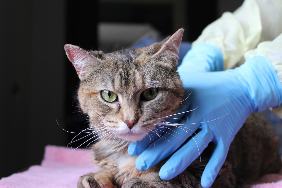 Your veterinary team gives so much. Let’s give back. Rally your friends and family to vote for your favourite nominated vet clinic in the Ontario SPCA and Humane Society's Veterinary Appreciation Contest today! Visit bit.ly/3FlgiRT and spread the word!