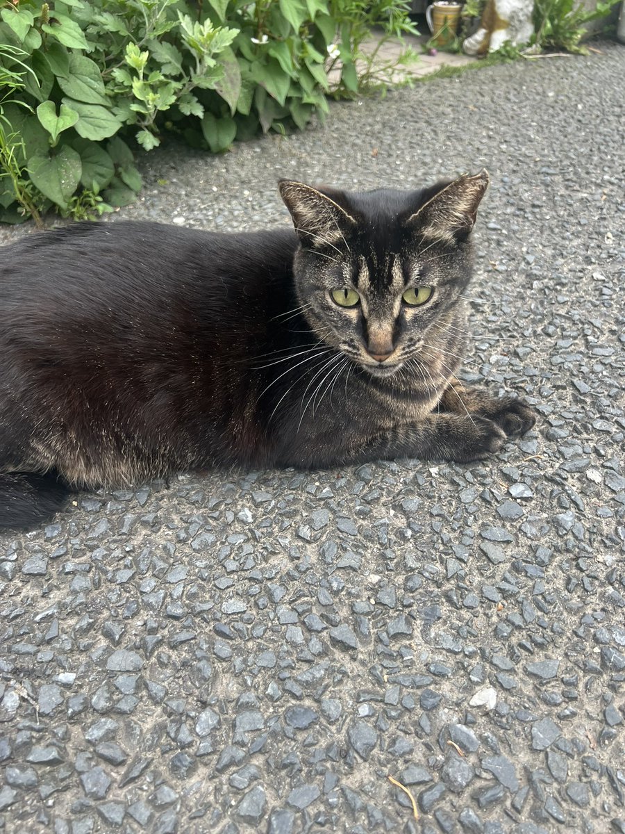 道端に落ちてた猫様。