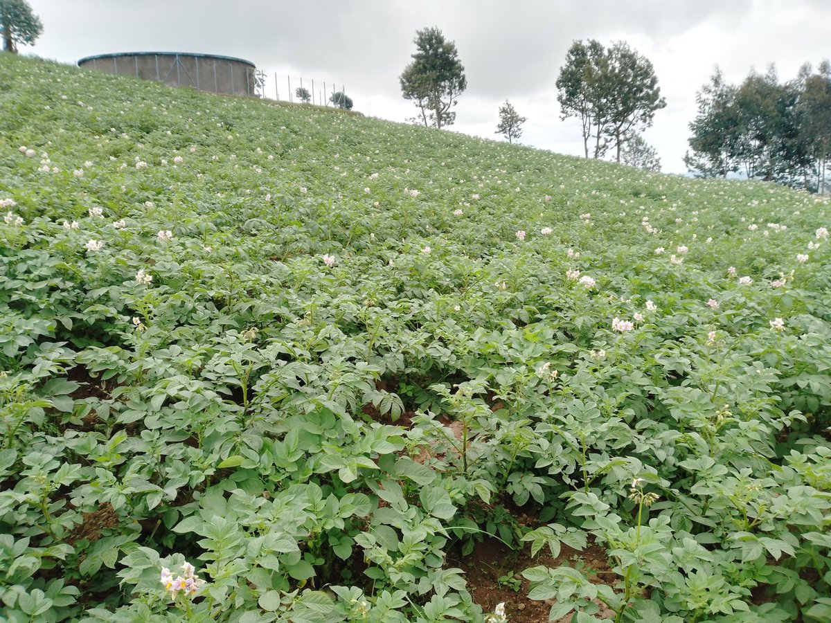 Umurenge wa RUHERU ⁦<a href="/NyaruguruDistr/">Nyaruguru District</a>⁩ ku buso/Ubutaka butunganije,Ubu Ha 2395 zihinzeho Ibirayi,birasa neza,biratanga Icyizere cy’Umusaruro ushimishije.⁦hehe n’Inzara yari yarabaye karande mukitwaga #Nshili.⁦⁦<a href="/RwandaAgri/">Ministry of Agriculture & Animal Resources |Rwanda</a>⁩ ⁦<a href="/RwandaLocalGov/">Ministry of Local Government | Rwanda</a>⁩
