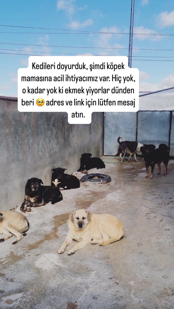 Acilli köpek mamasına ihtiyacımız var. Link ve adres için lütfen mesaj atın.