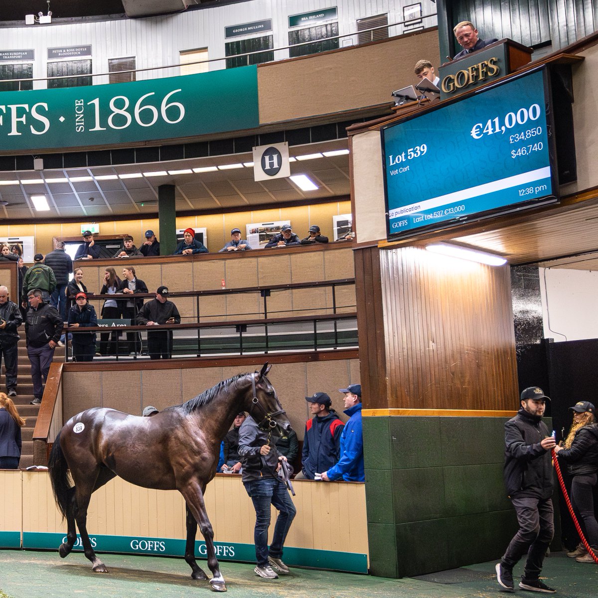 Goffs (@goffs1866) on Twitter photo Rob James goes to €41,000 to secure Peter Nolan Bloodstock’s (<a href="/peternolanblds/">PeterNolanEquineLtd</a>) Lot 539, a gelding by Poet’s Word (<a href="/boardsmillstud/">Boardsmill Stud</a>).
#GoffsArkle Rob James goes to €41,000 to secure Peter Nolan Bloodstock’s (<a href="/peternolanblds/">PeterNolanEquineLtd</a>) Lot 539, a gelding by Poet’s Word (<a href="/boardsmillstud/">Boardsmill Stud</a>).
#GoffsArkle
