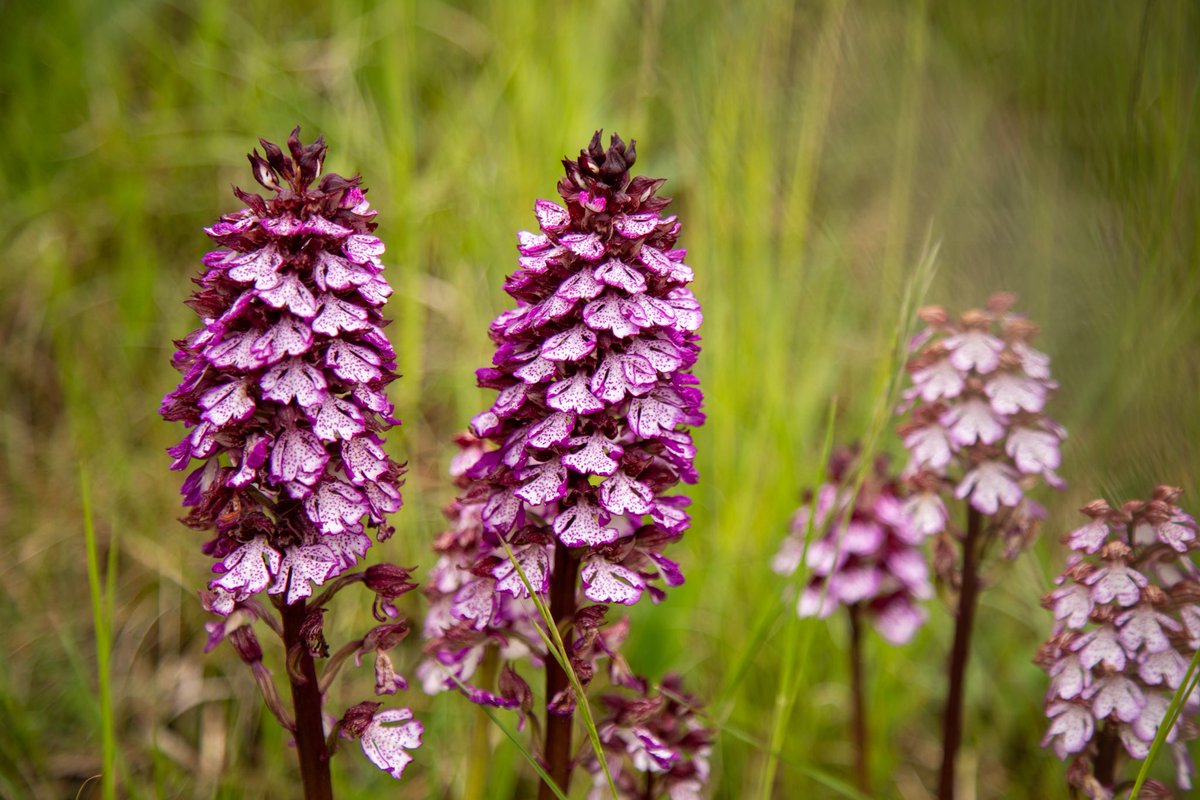 J’ai eu beaucoup de bonheur ce printemps à explorer le Diois à vélo avec Allibert Trekking, entre sommets du Vercors et rivière Drôme. Le récit est ici : itinera-magica.com/velo-diois-dro… <a href="/dromemanature/">Drôme C'est ma nature</a>
