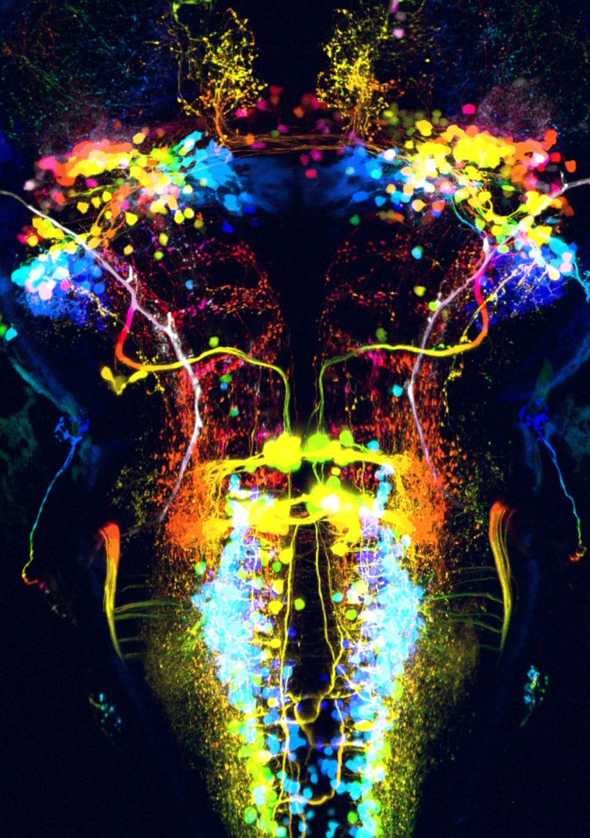 HIRING🧿 Excited about molecular biology &amp; genetics 🧬🧬🧬? Wanna live in Paris? Join our team <a href="/wyartlab/">Wyart Lab</a> as a lab manager ! Personal development in professional environment is our mission. Inclusive space where proactive and playing collective people flourish 🧿