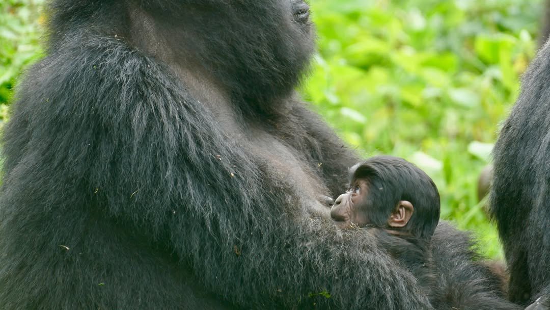 Volcanoes Safaris (@volcanoessafari) on Twitter photo A new baby gorilla has been born to mother Umoja of Hirwa gorilla group in <a href="/VolcanoesNP/">Volcanoes Nat. Park</a>, Rwanda.
We are delighted to see the growth of mountain gorilla population.
Thank you to <a href="/RDBrwanda/">Rwanda Development Board</a> and the rangers for the continued conservation work.
šø Jean Marie Vianney Ndagiwenimana A new baby gorilla has been born to mother Umoja of Hirwa gorilla group in <a href="/VolcanoesNP/">Volcanoes Nat. Park</a>, Rwanda.
We are delighted to see the growth of mountain gorilla population.
Thank you to <a href="/RDBrwanda/">Rwanda Development Board</a> and the rangers for the continued conservation work.
šø Jean Marie Vianney Ndagiwenimana