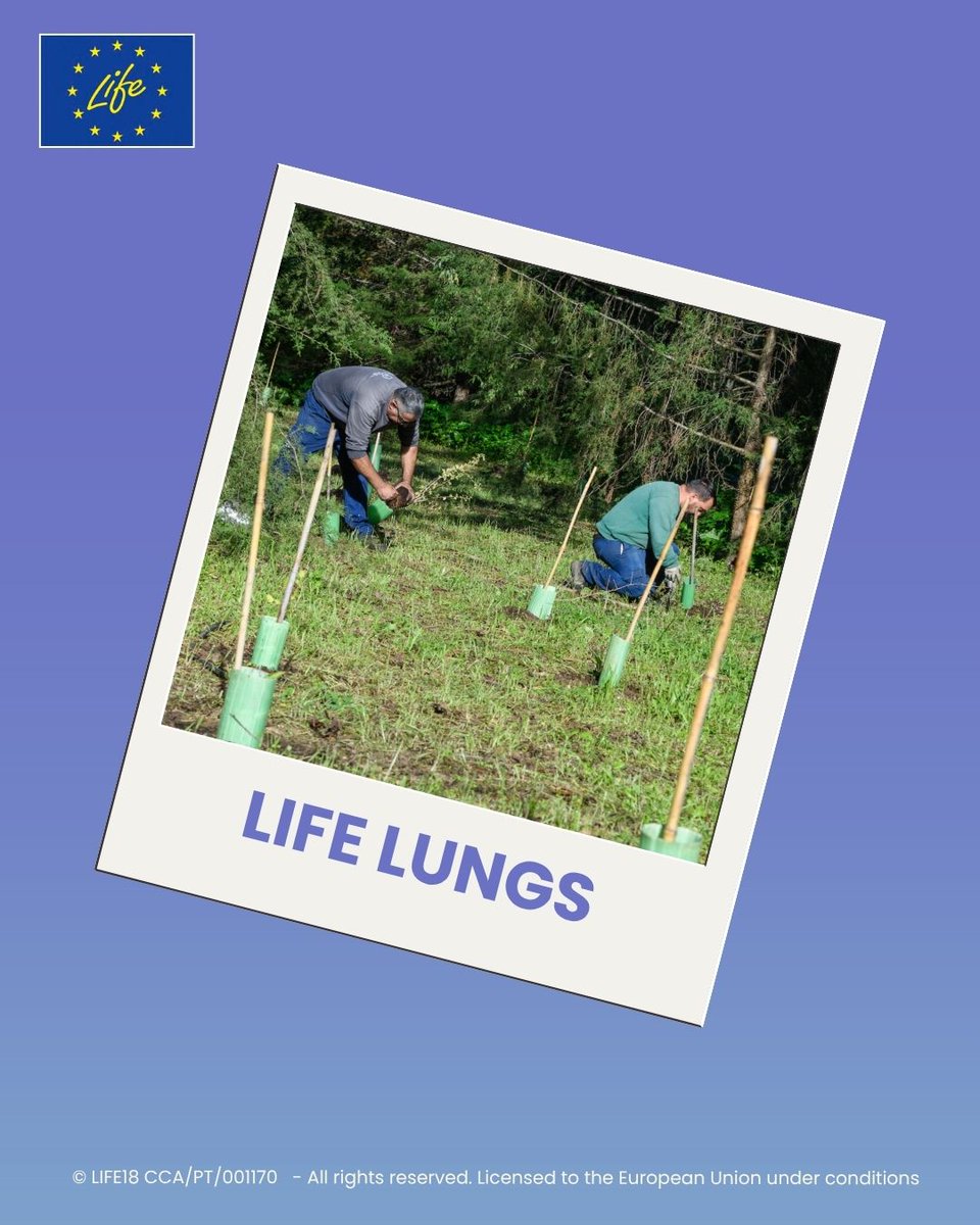 Europe is the fastest-warming continent 🌡️

In Lisbon, #LIFEProject <a href="/LifeLungsLisboa/">Life Lungs</a> is cooling the city — tree by tree, meadow by meadow 🇵🇹

💚100+ ha of green space 
🪴100k+ saplings planted 
🤝5k+ citizens engaged

Find out more👉europa.eu/!bbFXGR

#CitiesRefresh
