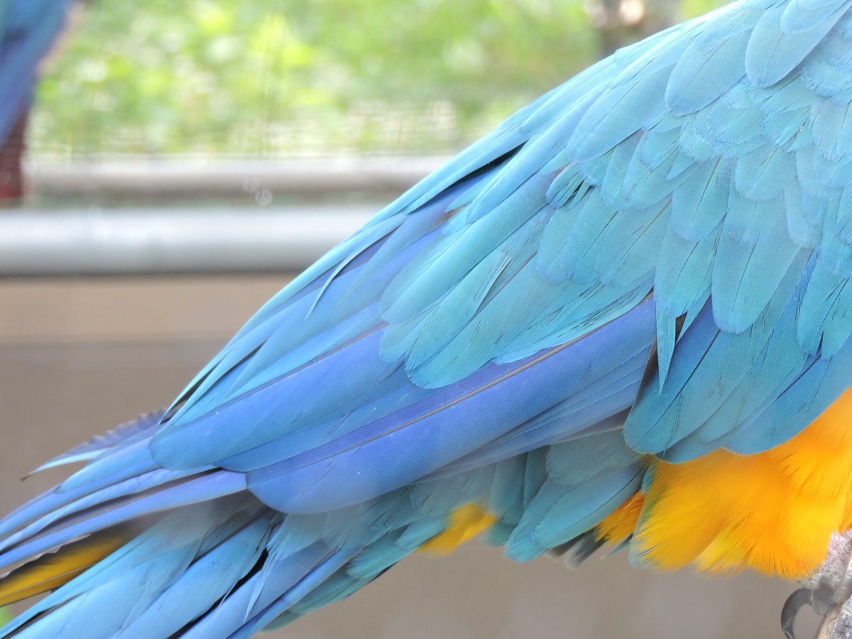 巨鳥の復活： ベニコンゴウインコがアルゼンチンに戻った