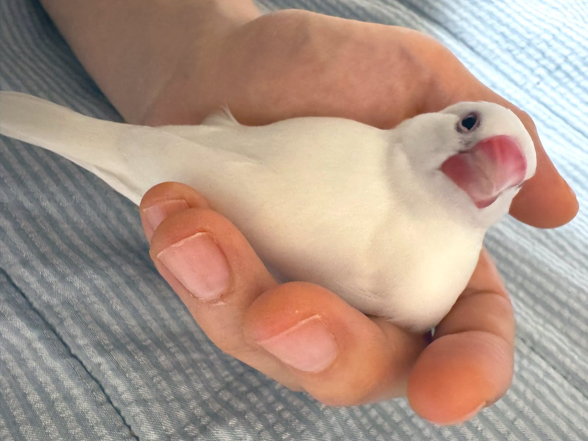 🍉椋鳥🍎🐦‍⬛🥛🫛🍓🐈‍⬛🕯️🥦🍒🐕‍🦺🕊️🫑🍅🐃🦢🥬 (@mukudori_1) on Twitter photo 