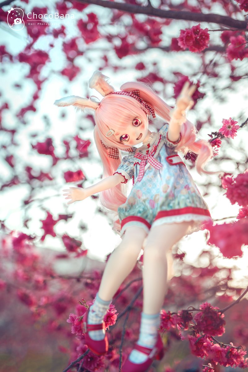 chocobanadd's tweet image. 🌸🌸🌸