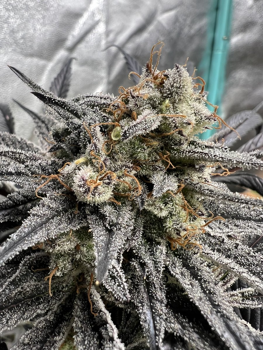 cascadia_seeds's tweet image. Josh D OG fems now available at Cascadia-seeds.com. These F2 keeper ladies had cuttings taken and reversals were done on each.