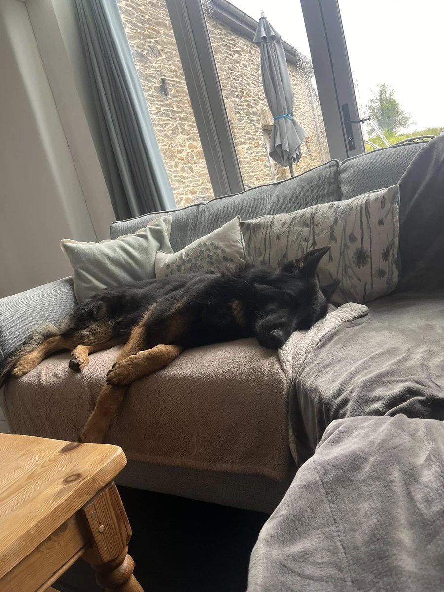 Max is around 14mths old and he is flourishing in his #foster home, Max can live with older kids, is clean and well behaved in the home and is currently in foster with a female #GermanShepherd 
#dogs #Devon 
gsrelite.co.uk/max-46/