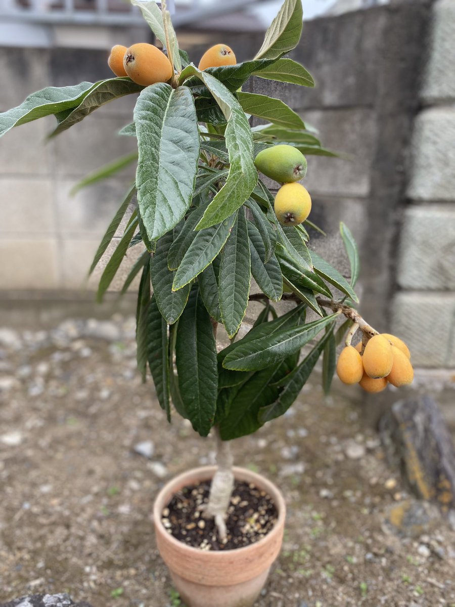 httpwildjupiter's tweet image. アンズとビワがそろそろ食べ頃