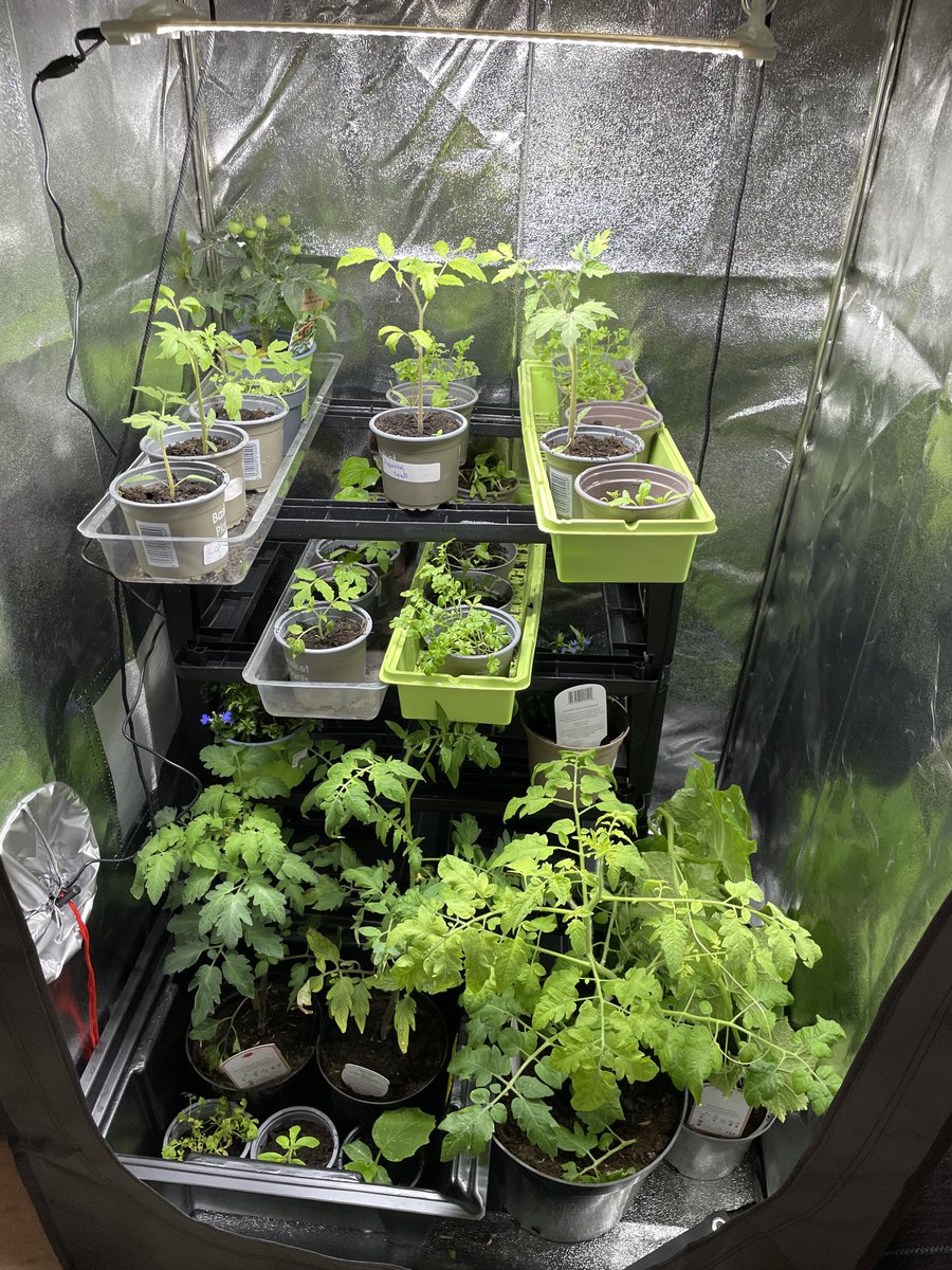 STEM DES Projects. Growing what we need for sustainability in an urban environment. Ms McCarthy and Ms Murphy’s classes have been very busy. The next stage is to transfer to our Polytunnel and watch our plants take off! 🍎🍓🍆🥒🌱👍 ⁦<a href="/teagasc/">Teagasc</a>⁩ ⁦<a href="/lidl_ireland/">Lidl Ireland</a>⁩