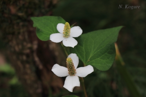 NekoKogure's tweet photo. This quiet bloom soothes my heavy heart
#flowers #houttuynia https://t.co/LqCdrLgZm3