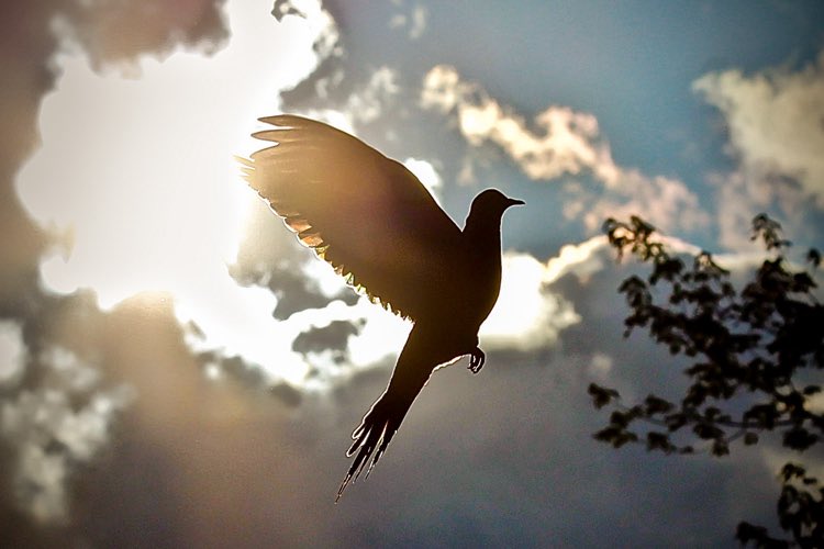FULANI_PILOT's tweet photo. Today is a somber day for aviators worldwide. We mourn the loss and hold the families in our hearts. May their souls find peace. When a crew crashes, the sky weeps, and our hearts mourn the loss. Fly high in peace the heroes of the skies 💔💔🕯️ https://t.co/GsidODyfPt