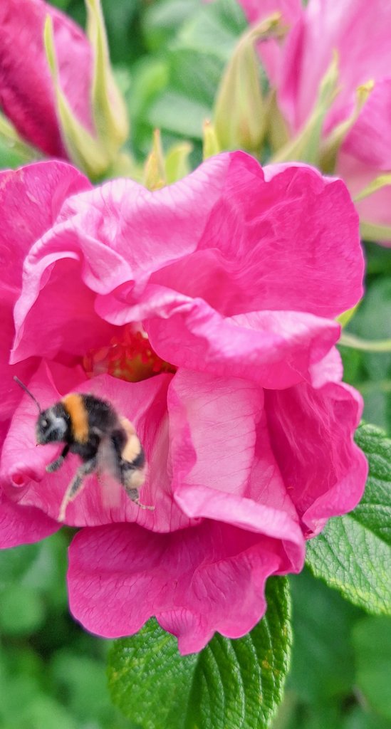 coombes_angie's tweet image. #bees 🐝 enjoying the #flowers 💐 collecting #nectar #beefriendlygarden
