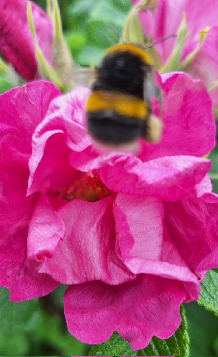 coombes_angie's tweet image. #bees 🐝 enjoying the #flowers 💐 collecting #nectar #beefriendlygarden