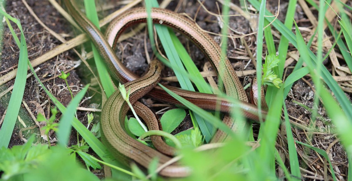 We have two reptiles in the Wildern reserve, Common Lizard and slow-worms. The Lizard pictured is sloughing, shedding its  skin to allow for growth. Also pictured are slow-worms <a href="/froglifers/">Froglife</a> <a href="/UKAmphibians/">UK AMPHIBIANS & ALL THINGS WILDLIFE 🐸 🌻🍄🐝🦋🐌</a> <a href="/LGSpace/">Little Green Space 🦋</a>