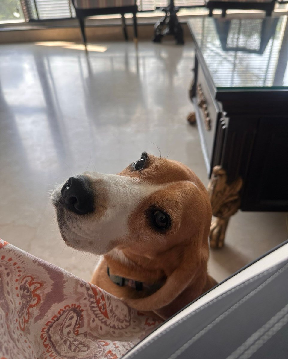 Beagle Facts (@beaglefacts) on Twitter photo To the #beagle, personal space is a concept difficult to comprehend; they prefer to treat their human’s lap, pillow, food, time, and attention as a shared resource. #beaglefacts
📷 <a href="/sunandaraoerdem/">Sunanda Rao-Erdem</a> / Twitter To the #beagle, personal space is a concept difficult to comprehend; they prefer to treat their human’s lap, pillow, food, time, and attention as a shared resource. #beaglefacts
📷 <a href="/sunandaraoerdem/">Sunanda Rao-Erdem</a> / Twitter