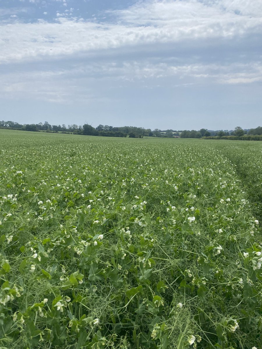Carrington spring peas 🫛 looking the nuts, withstood the drought well. Let’s hope the stay standing 🫣 <a href="/NPZ_UK/">NPZ UK</a>