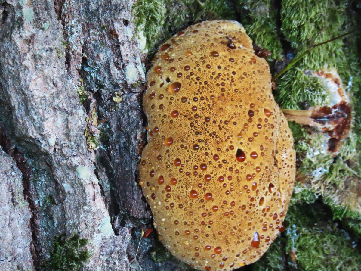 I found a fresh parasitic Oak Bracket fungus yesterday .. oozing rubies