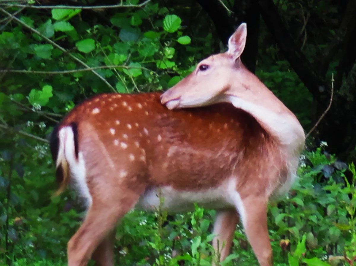 a fallow deer doe beside a lake in north Hampshire.. 08/06/2025