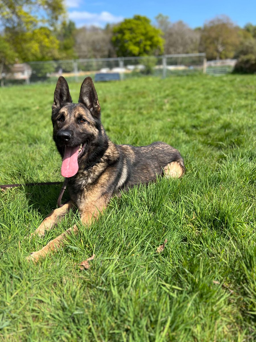 Duke is 3yrs old and he is a clever boy who thrives in human company. Duke can live with older kids and has been fine with other #dogs with correct intros 
#GermanShepherd #Essex
gsrelite.co.uk/duke-15/