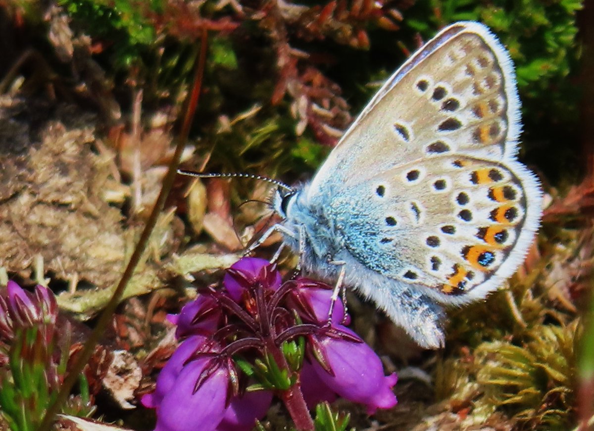 a June male Silver-studded Blue butterfly nectaring on bell heather in north Hampshire