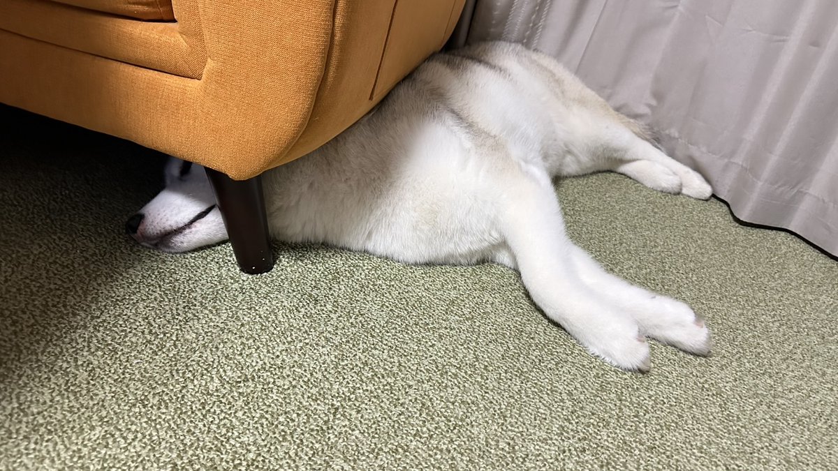 Husky_one1's tweet photo. 頭隠して尻隠さずってやつです。。。。(笑) https://t.co/cplYKBtUvt