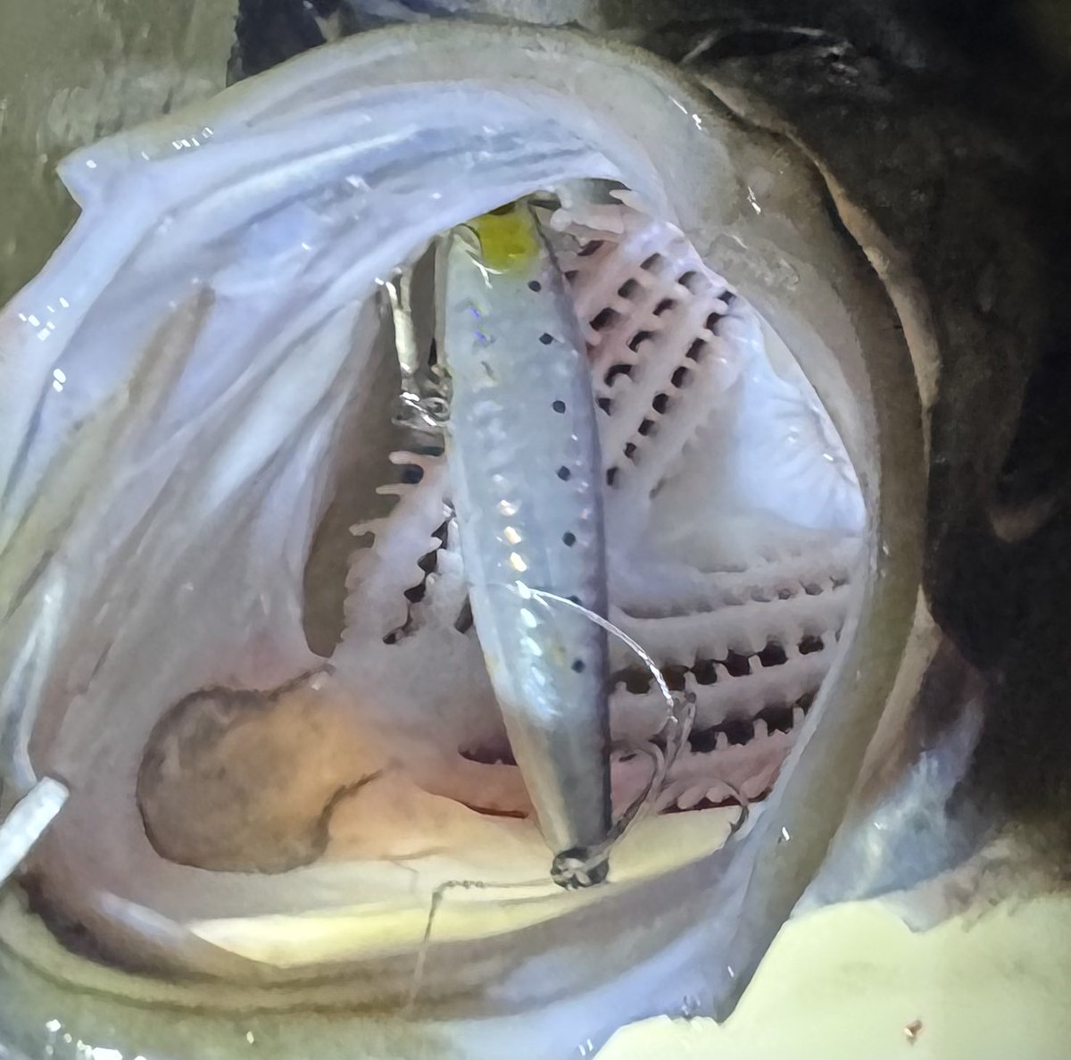 【石川県サーフ】
意味わからんくらい釣れるw
そしてモンスターショット丸呑み！

一番大きいので75cmほど
もう計測する気にもならん😂

最後ダツに切られて納竿です🏃‍➡️🚙