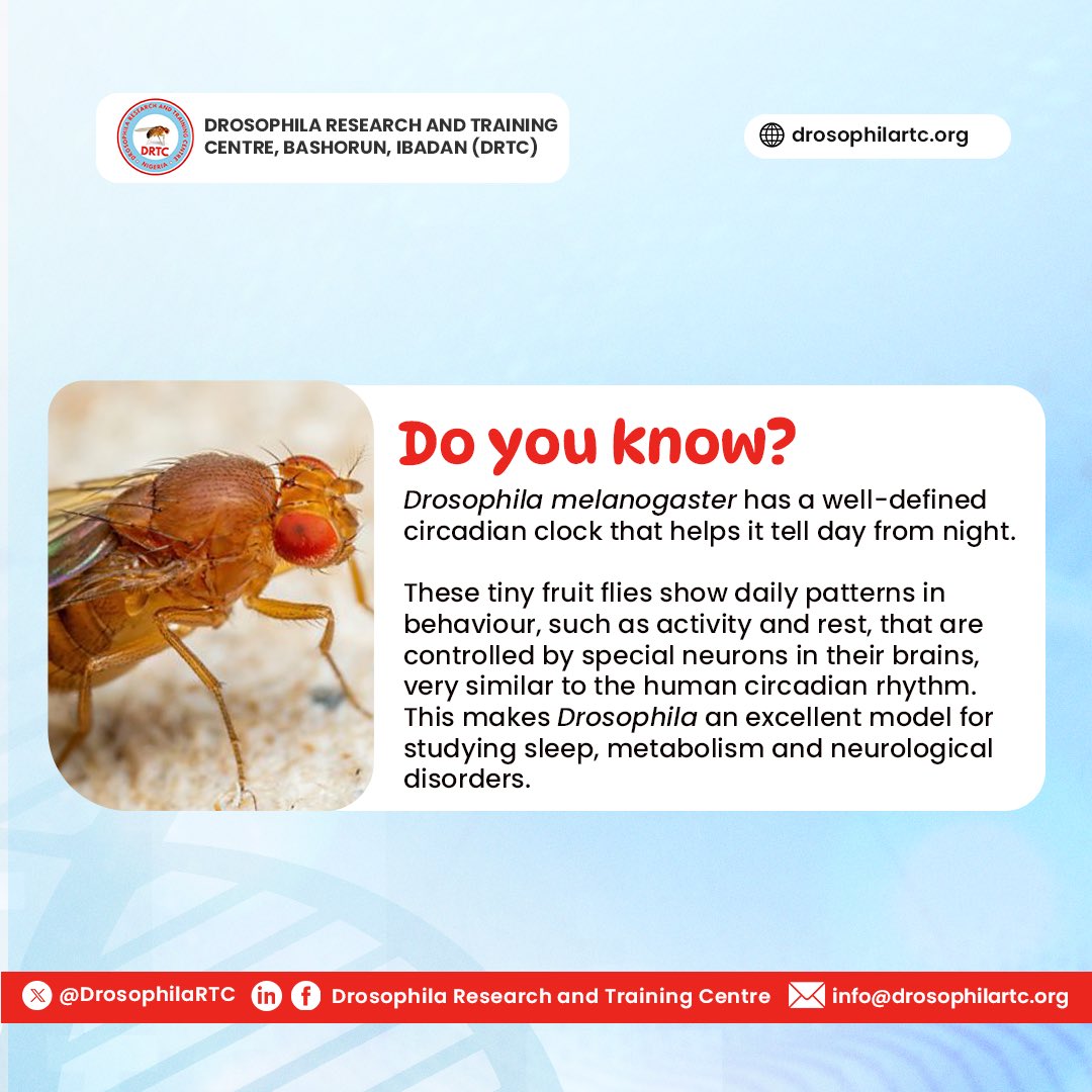 DrosophilaRTC's tweet image. Fly fact 💤🔬
#research #biomedical #flyfact #science #drosophila #drosophilaresearch #africa #genetics #dna #gradschool #phd #fruitfly #molecularbiology #cellbiology #modelorganisms #reproductivehealth #reproduction
