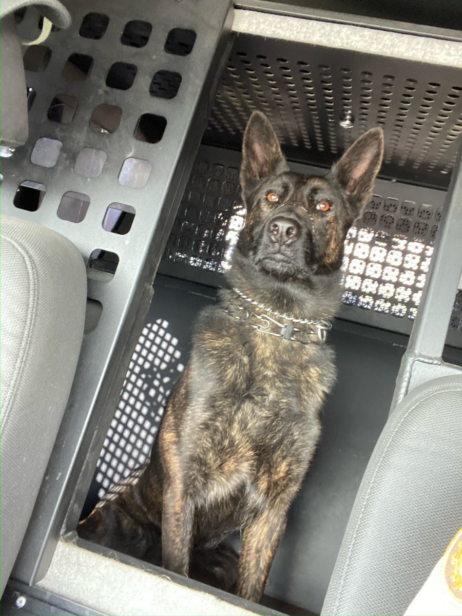 Feliz 7️⃣ cumpleaños, K9 Ammo! 🐾