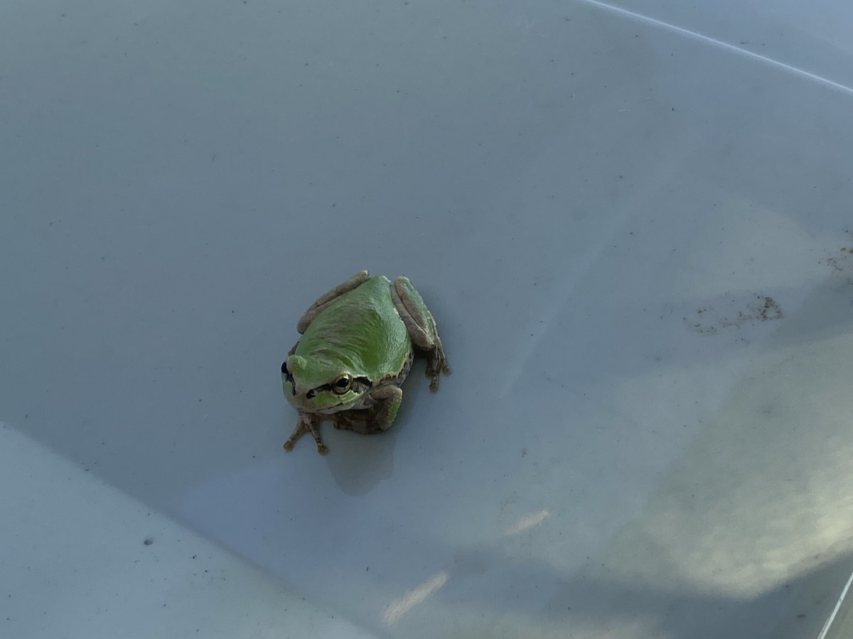 ForestersPRO's tweet image. 真夏日のカエル