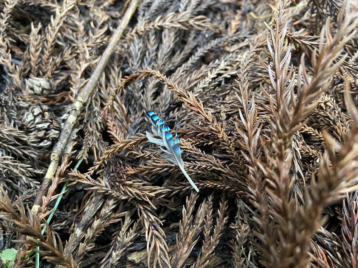 ForestersPRO's tweet image. カケスの羽。青くて綺麗で目立ちます。