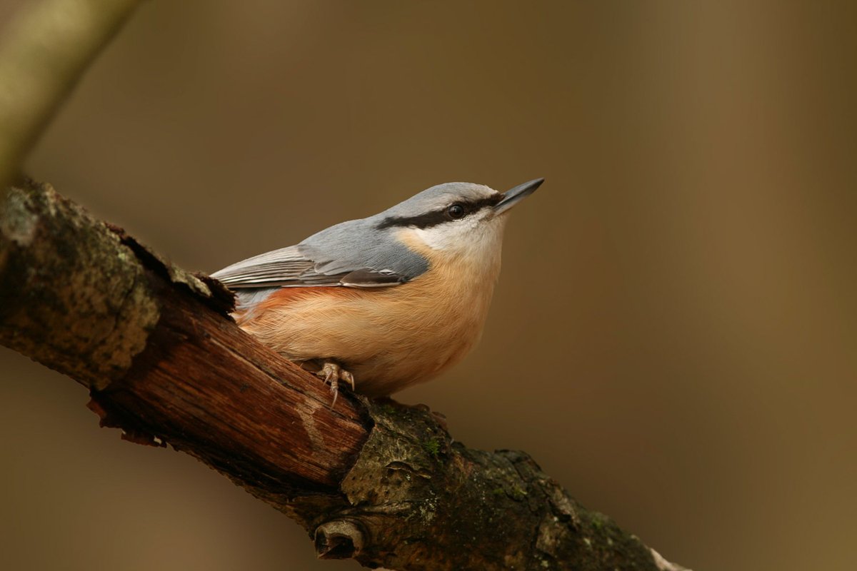 bird/h tweet media