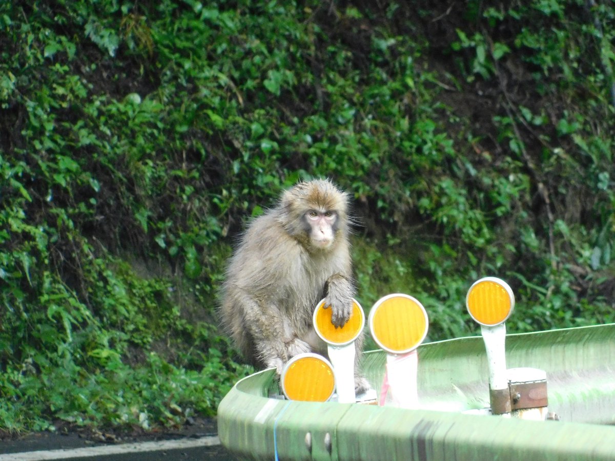 ForestersPRO's tweet image. 雨上がりに群れが出てきていました。
#ニホンザル