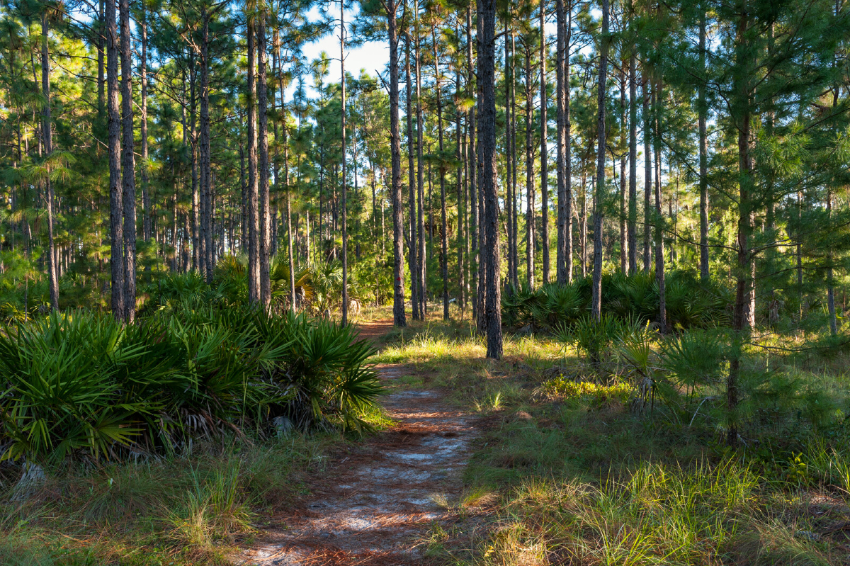 The Econlockhatchee Sandhills Conservation Area is a hidden gem perfect for beginner hikers. 💚

✨ With just under 3 miles of scenic trail, you’ll get to experience:
✅ Pine flatwoods
✅ Swamp views
✅ And riverside beauty!

📌 Save this post for your next outdoor adventure!
