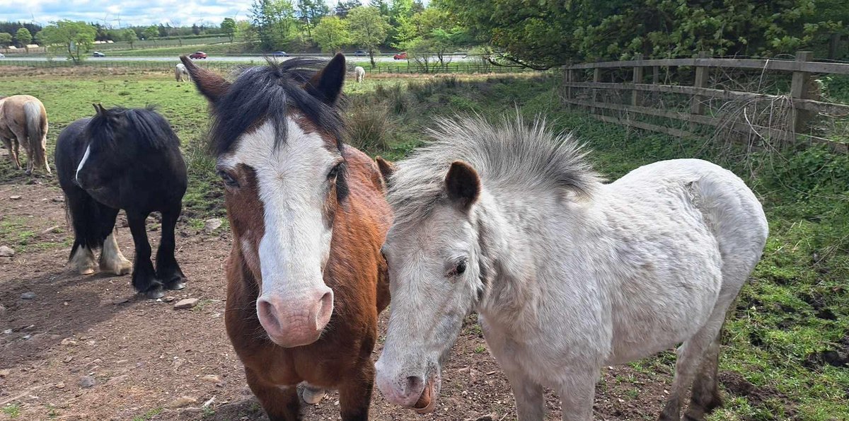 SUMMER COME AND SEE’S

We are offering sessions from the 1st of July to the 7th of August. 
We are currently offering a Tuesday and Thursday morning (10-11) and both evenings (5-6).

please get in contact with either Calum or Annalise at services@ponieshelpchildren.co.uk