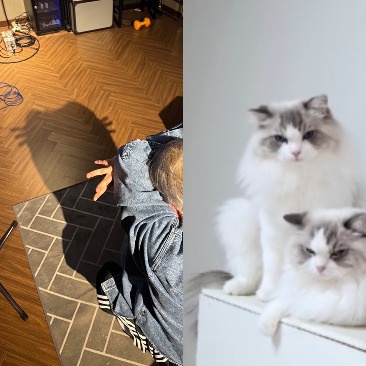 キラリ✨คุนนู๋น้องลูกเน้กโกะจัง🐈👑✨ tweet media